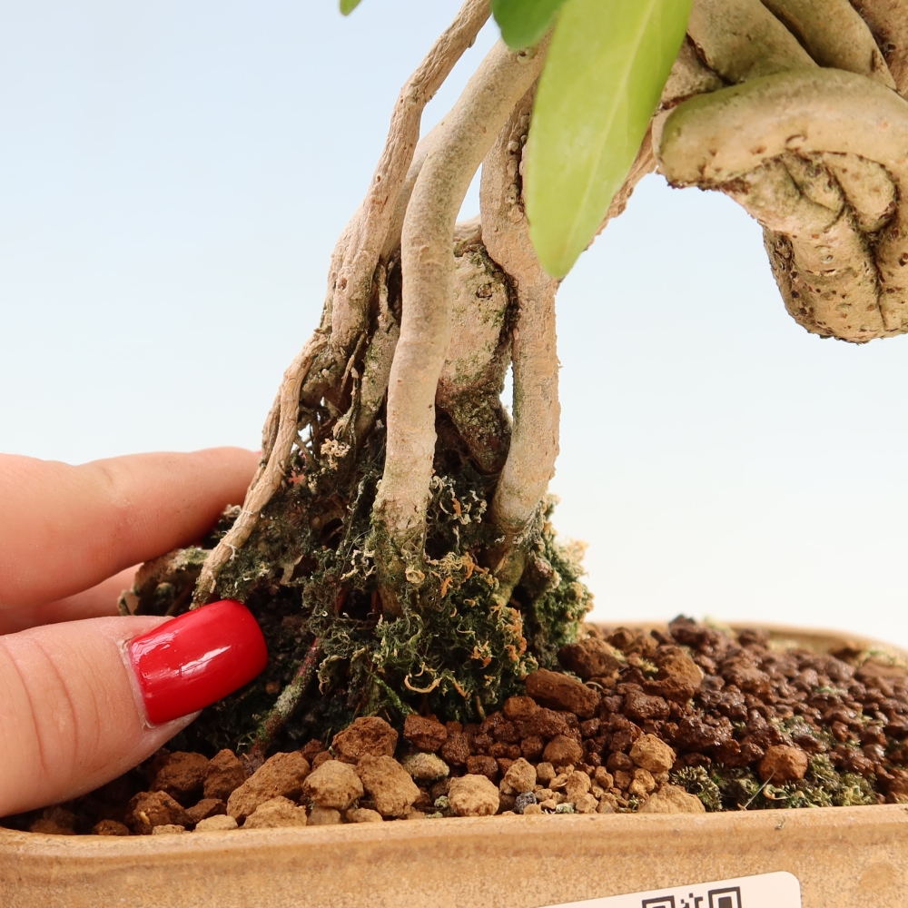 Beltéri bonsai - Premna serratifolia - Kozlovna malolista