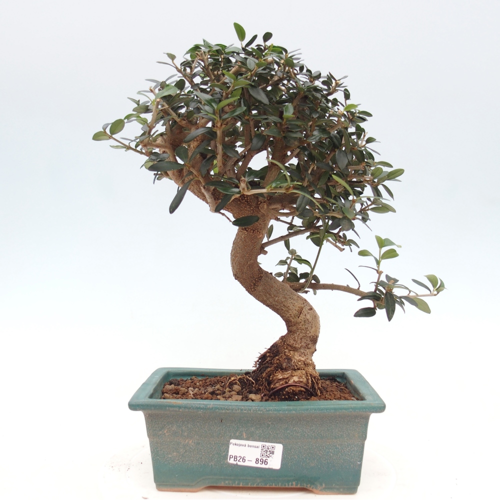 Beltéri bonsai - Olea europaea sylvestris