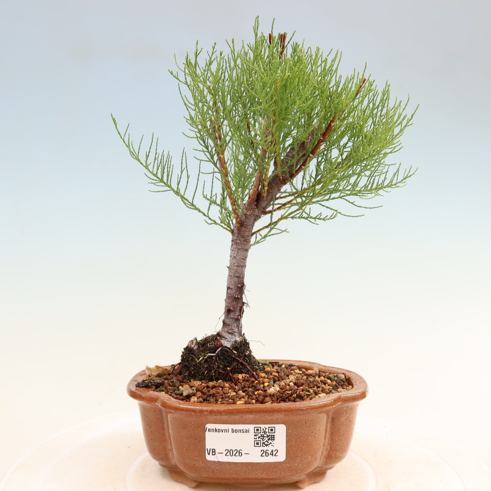 Kültéri bonsai - Tamariszkusz - Tamarix