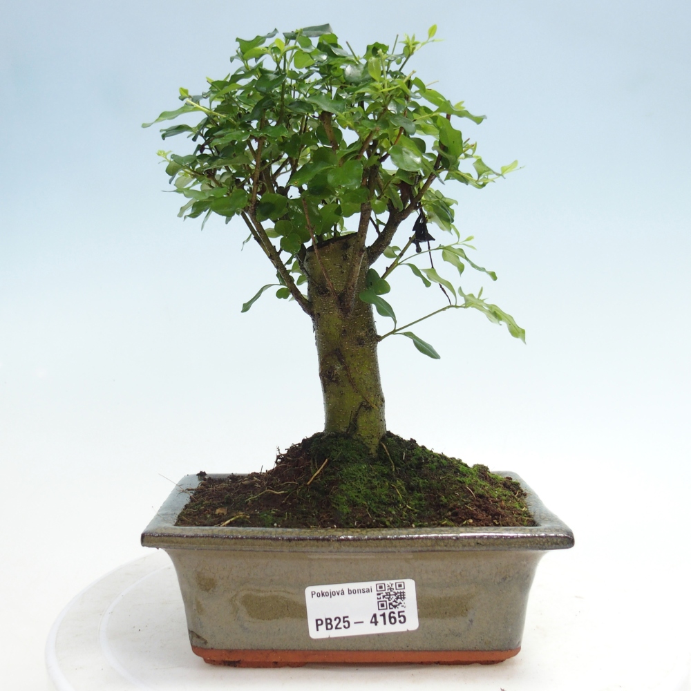 Szobai bonsai -Ligustrum chinensis - Madárcsőr