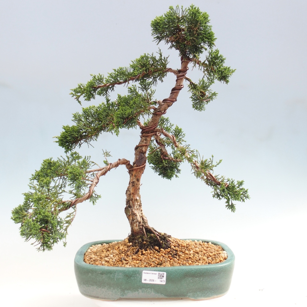 Kültéri bonsai - Juniperus chinensis Kishu