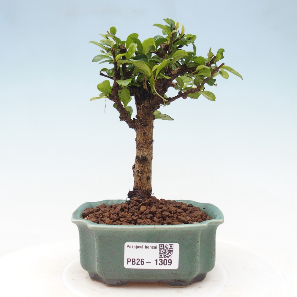 Szobai bonsai - Carmona macrophylla - Tea fuki