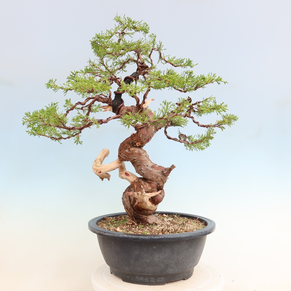Kültéri bonsai - Juniperus chinensis Itoigawa-Juniperus chinensis