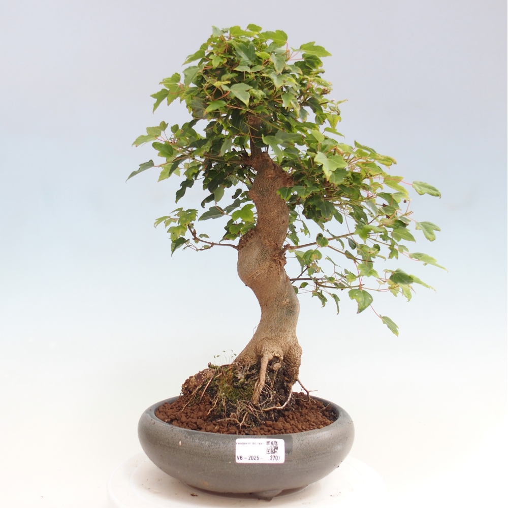 Kültéri bonsai - Acer Buergerianum - Burger juhar