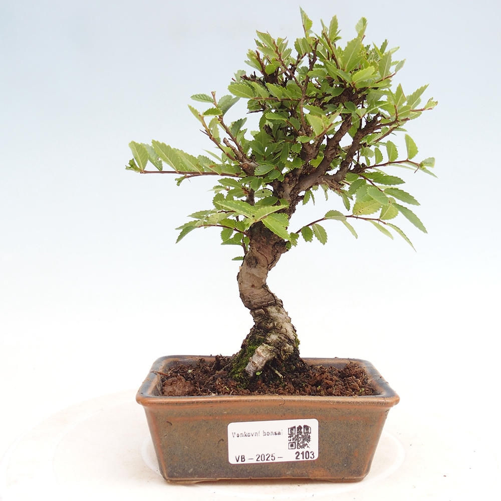 Kültéri bonsai - Zelkova - Zelkova NIRE