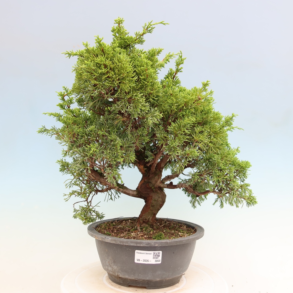 Kültéri bonsai - Juniperus chinensis Itoigawa-Juniperus chinensis