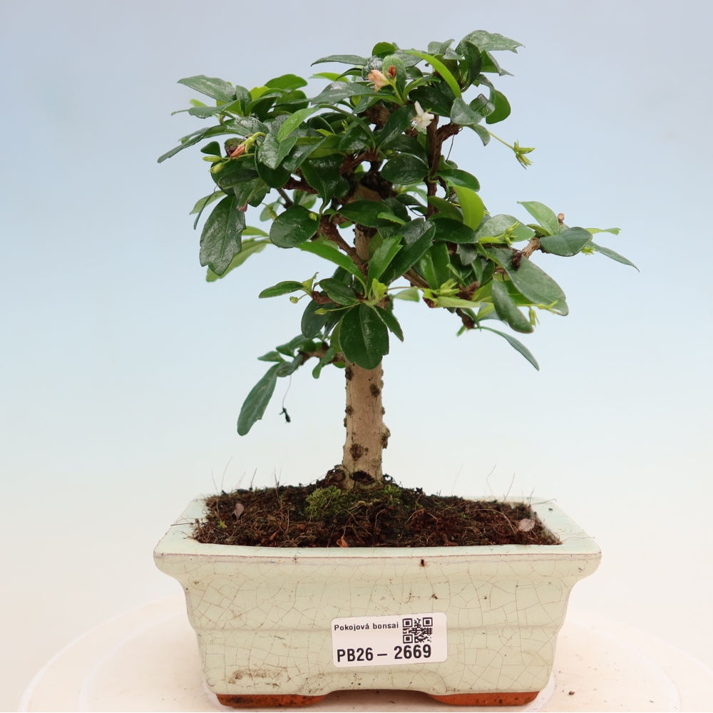 Szobai bonsai - Carmona macrophylla - Tea fuki