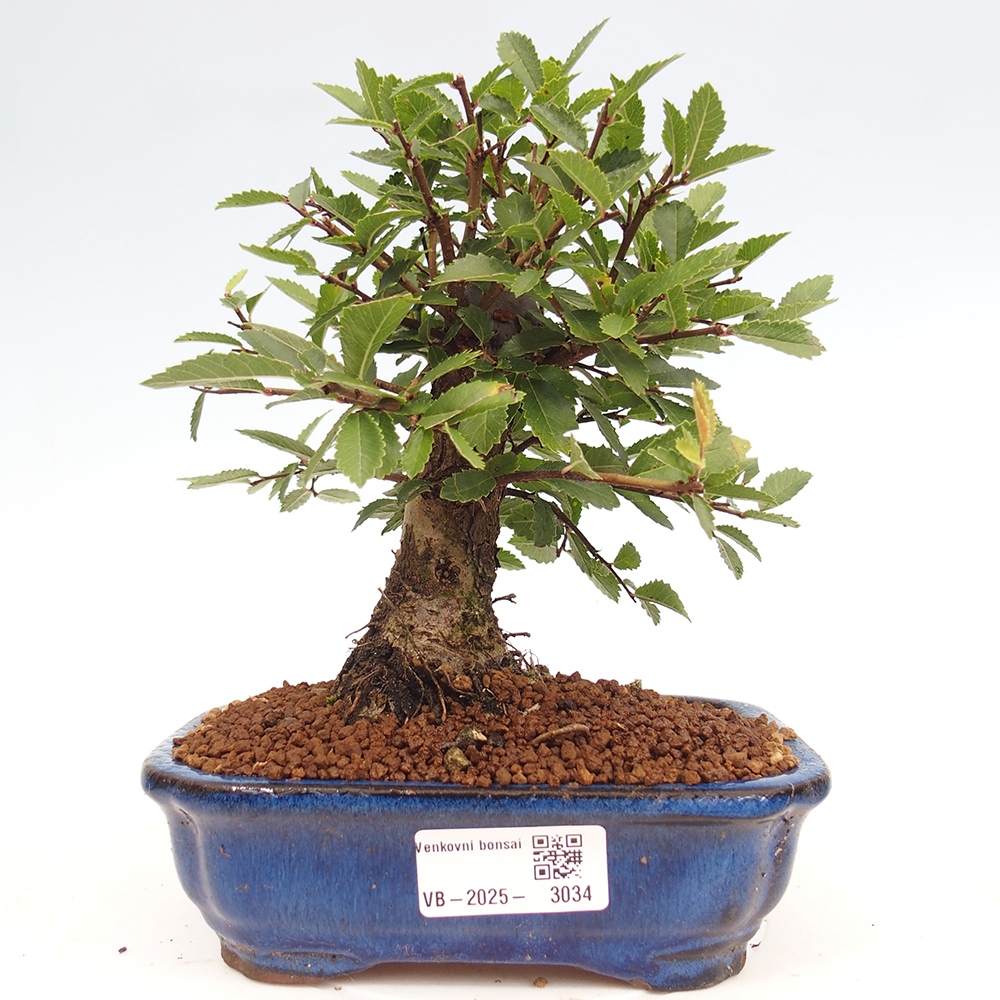 Kültéri bonsai - Zelkova - Zelkova NIRE