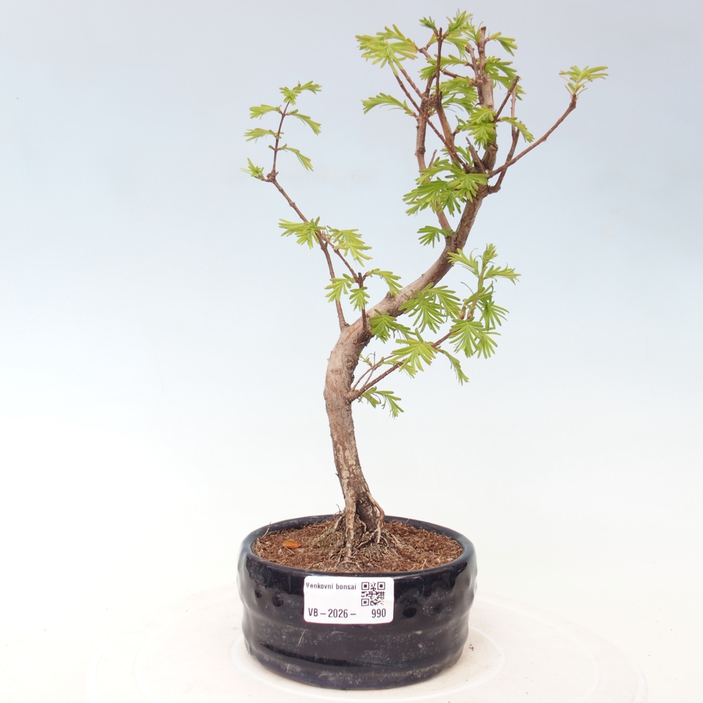 Kültéri bonsai - Metasequoia glyptostroboides - Kínai metasequoia