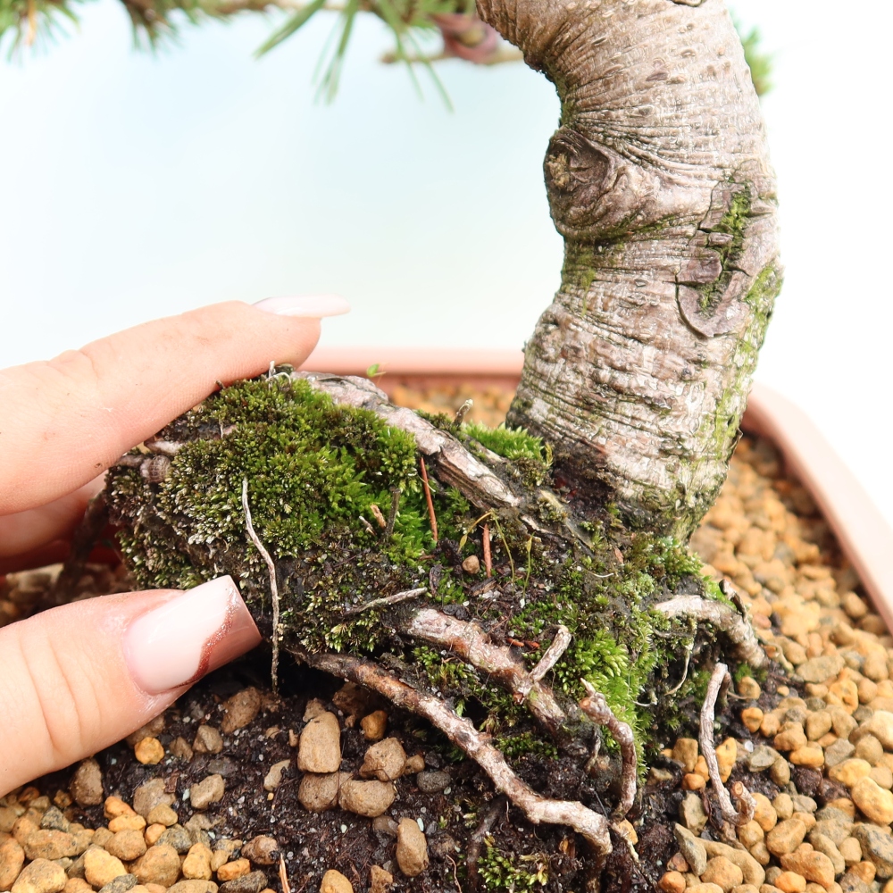 Kültéri bonsai – Pinus mugo Humpy – Törpefenyő