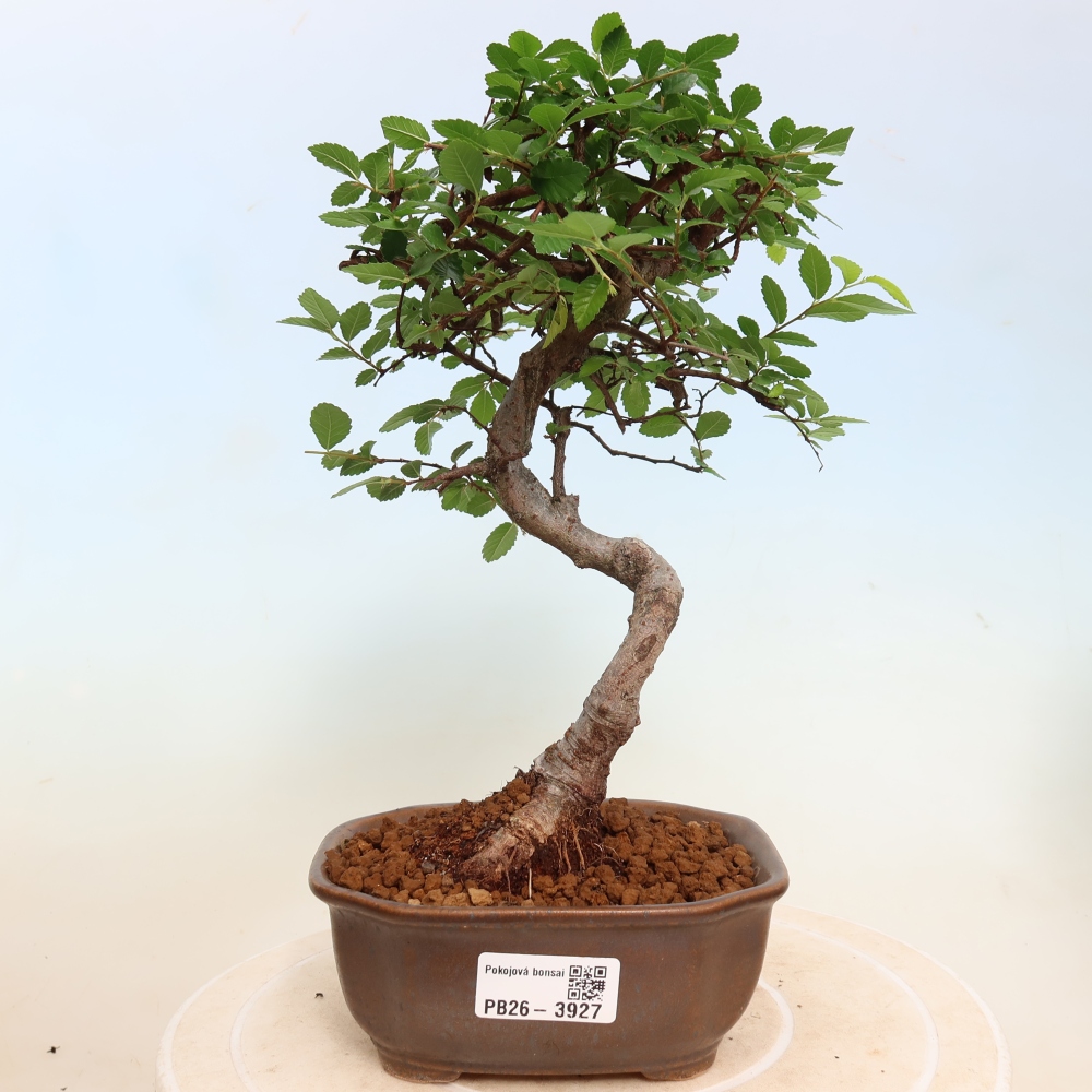 Szobai bonsai - Ulmus parvifolia - Kislevelű szilfa