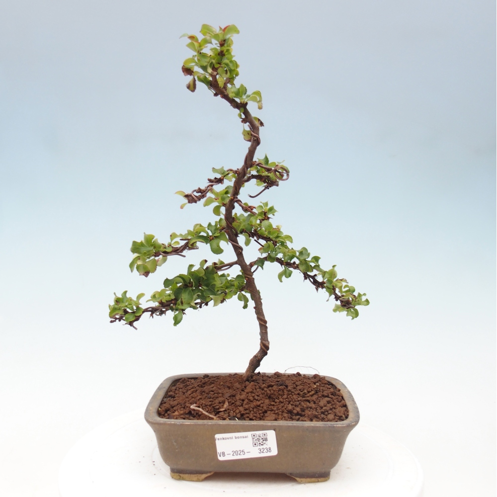 Kültéri bonsai - Chaneomeles s. Red Joy - birs
