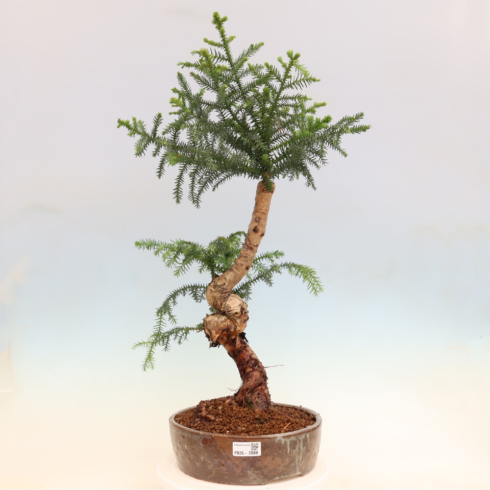 Szobai bonsai - Araucaria - szobai lucfenyő