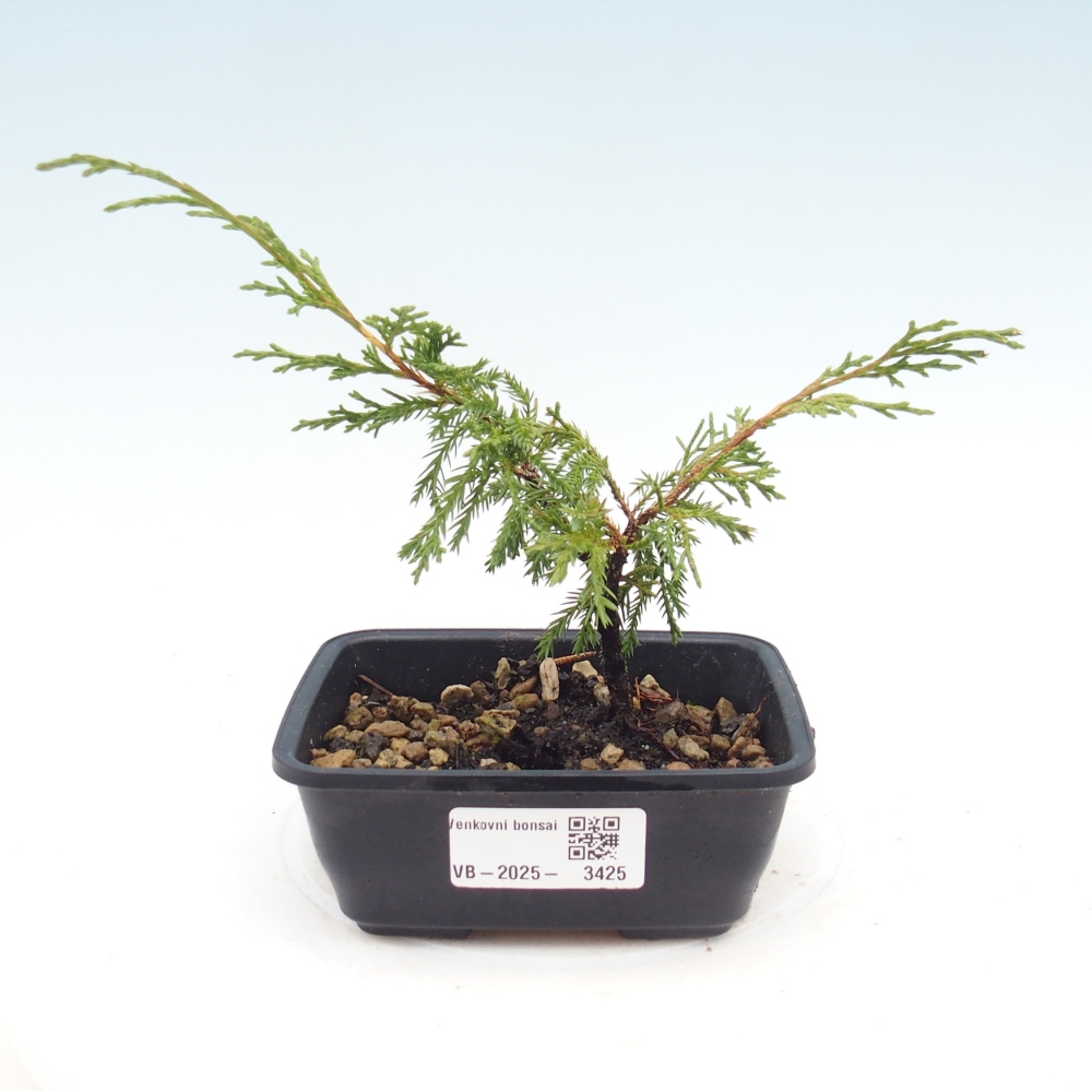 Kültéri bonsai - Juniperus chinensis Itoigawa
