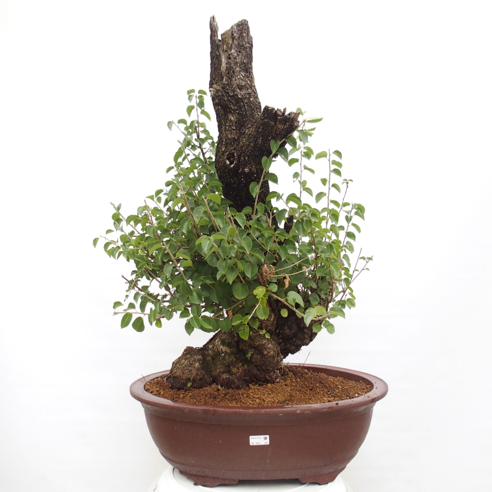 Kültéri bonsai - Mahalebka - Prunus mahaleb - Prunus mahaleb