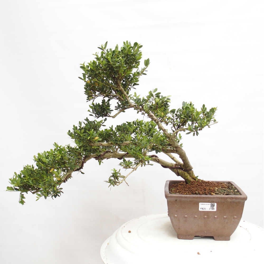 Szobai bonsai - Ilex crenata - Holly