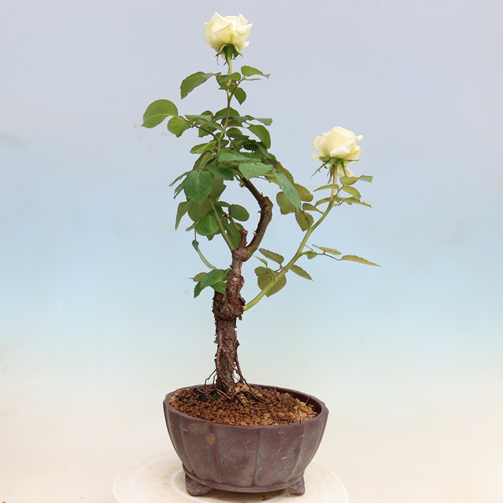 Kültéri bonsai - Rosa Kordes - rózsa