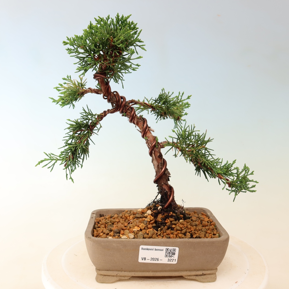 Kültéri bonsai - Juniperus chinensis Kishu