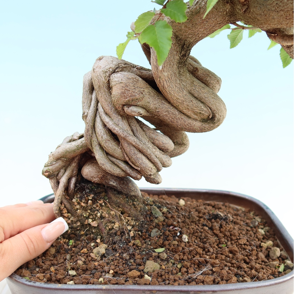 Kültéri bonsai -Carpinus Coreana - Koreai gyertyánfa