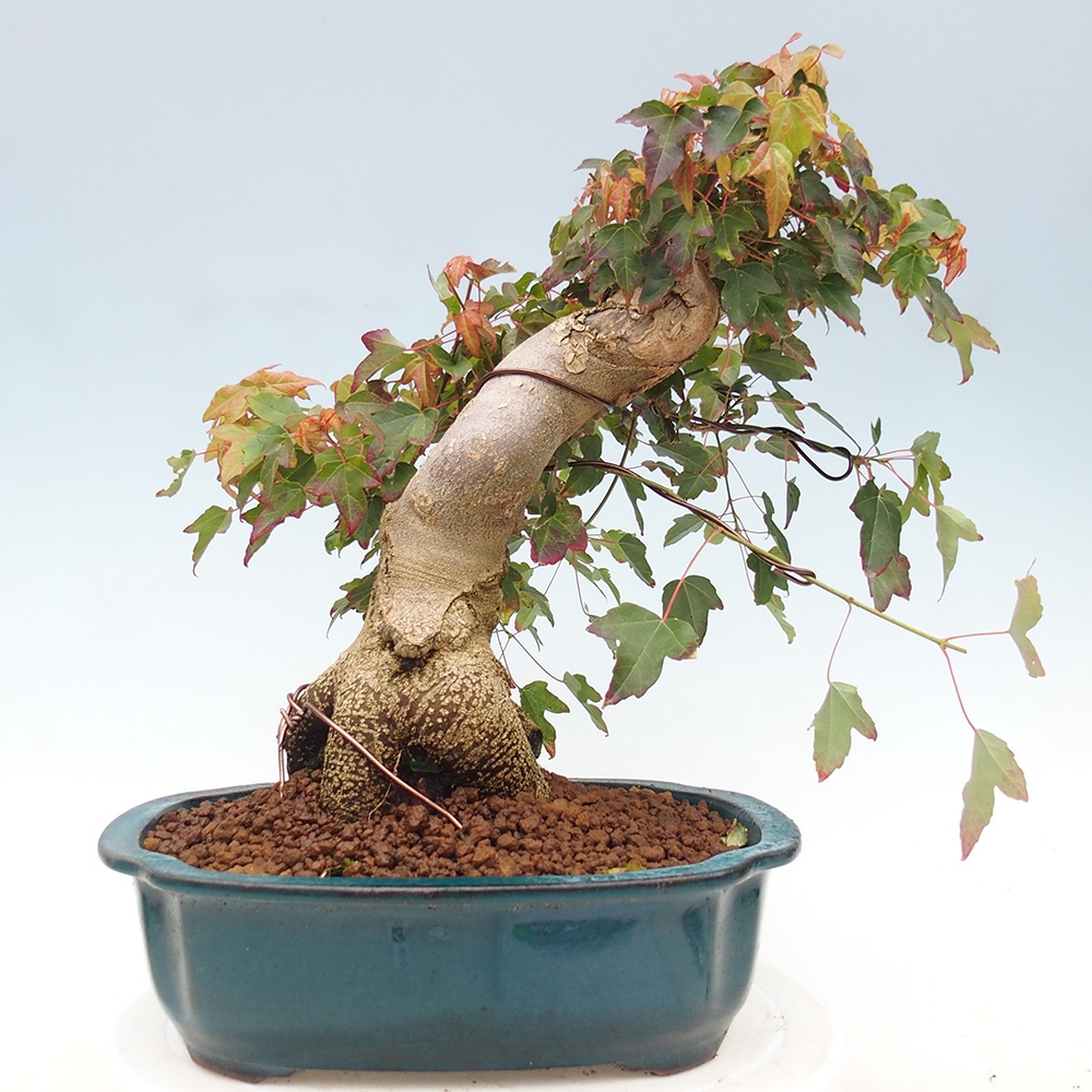 Kültéri bonsai - Acer Buergerianum - Burger juhar