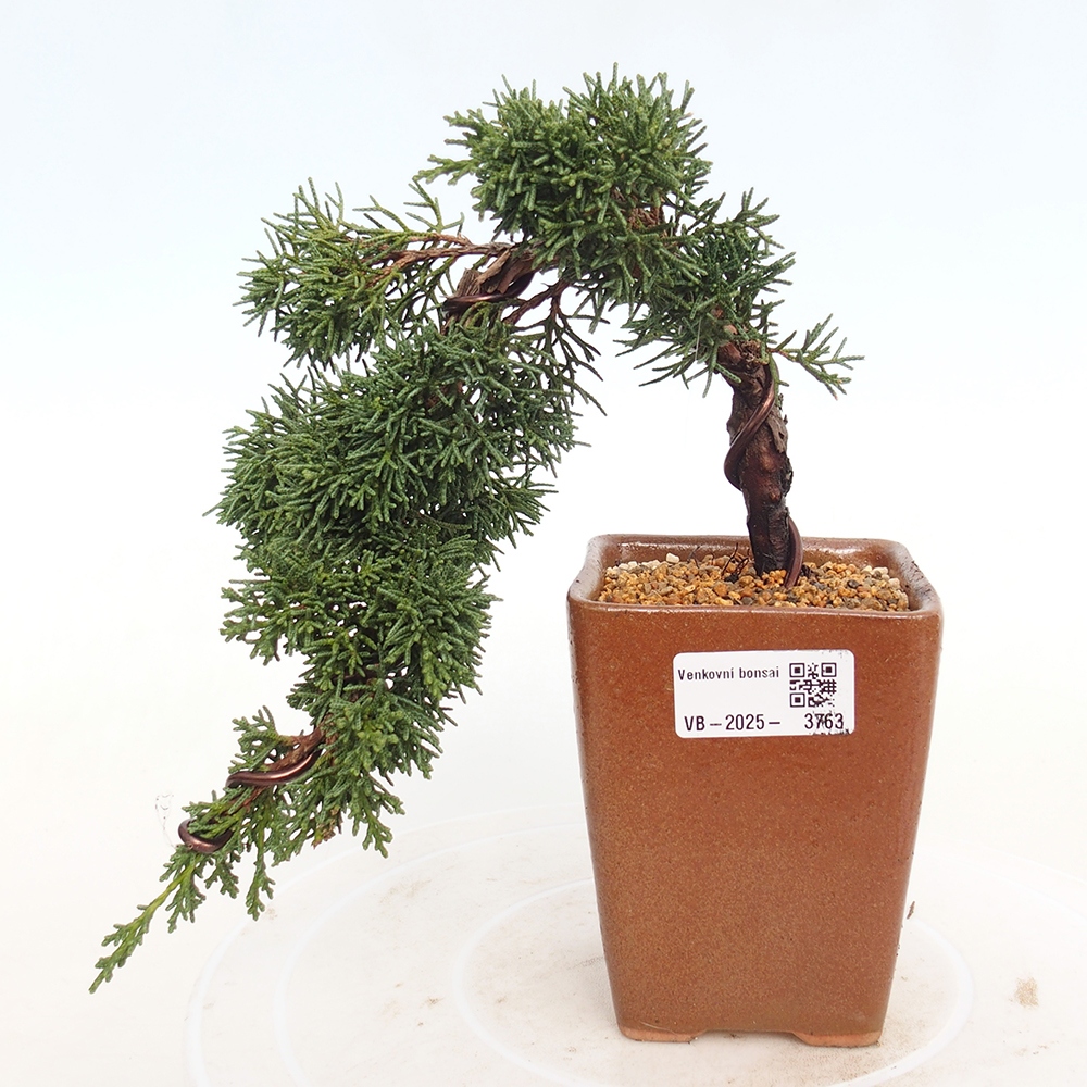 Kültéri bonsai - Juniperus chinensis Kishu