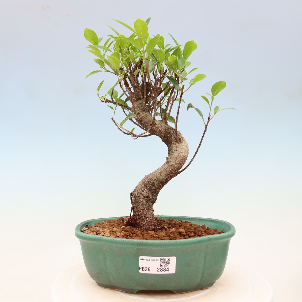 Szobai bonsai - Ficus kimmen - kislevelű fikusz