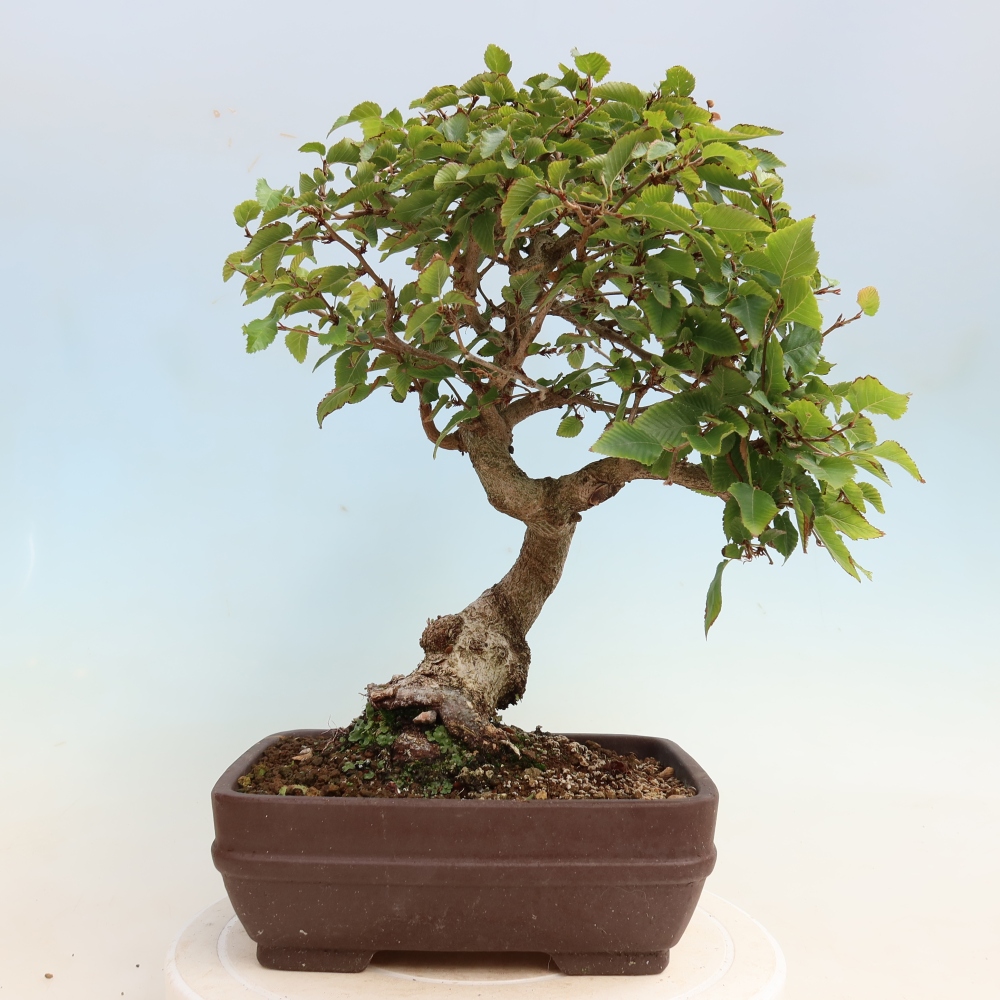 Kültéri bonsai -Carpinus CARPINOIDES - Koreai gyertyánfa