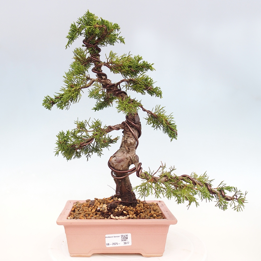Kültéri bonsai - Juniperus chinensis Itoigawa