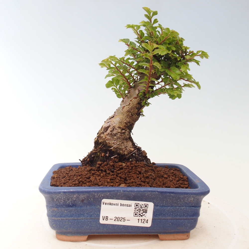 Kültéri bonsai - Ulmus parvifolia Sagei - Kislevelű szilfa