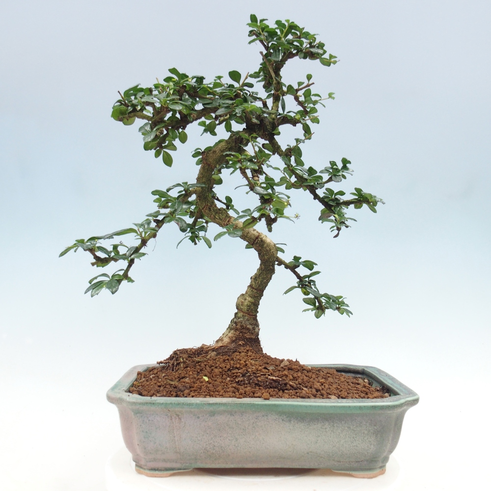 Szobai bonsai - Carmona macrophylla - Tea fuki