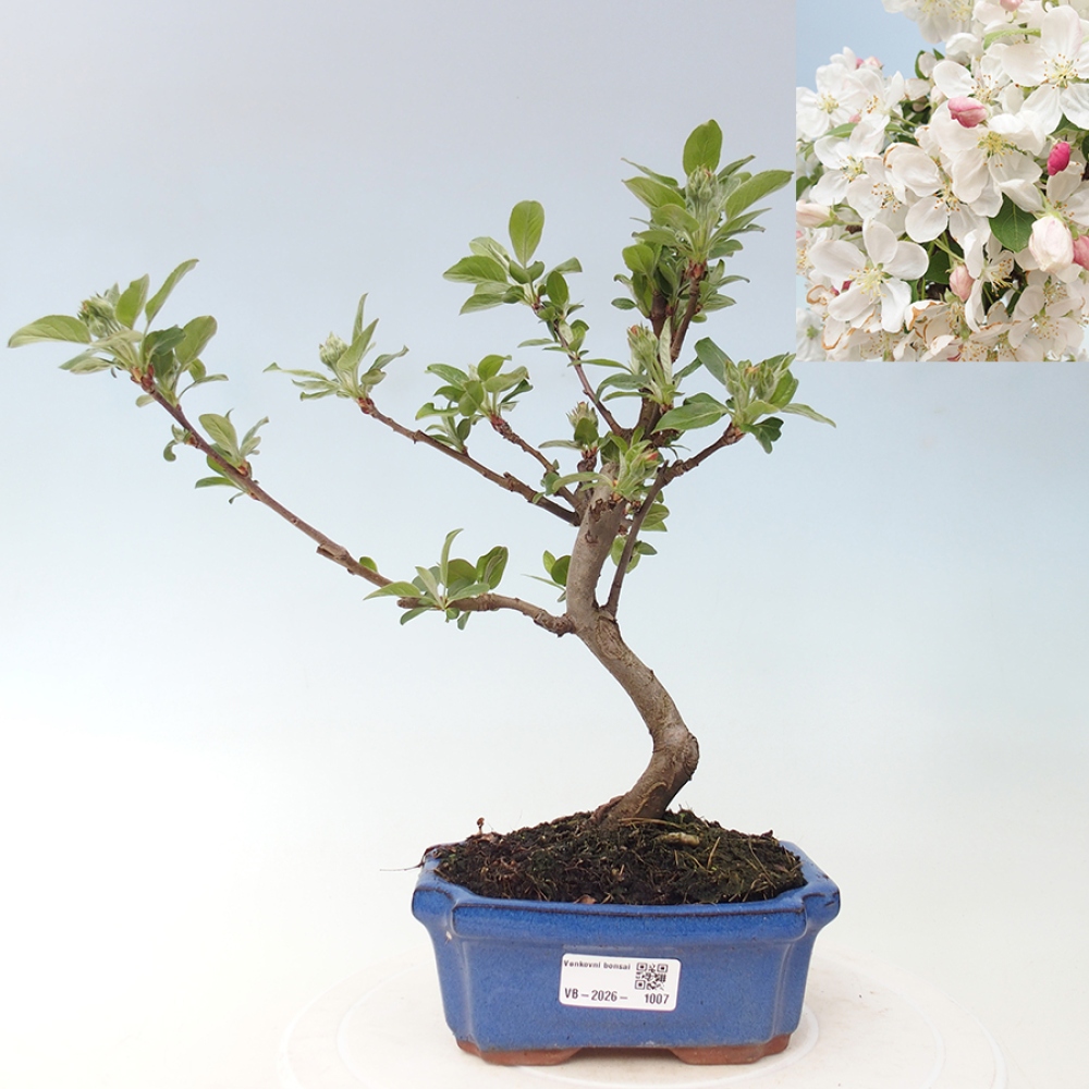 Kültéri bonsai -Malus halliana - Kis gyümölcsű almafa