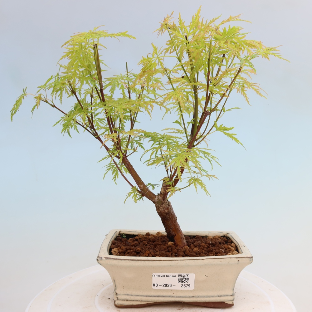 Kültéri bonsai - Acer palmatum Dissectum