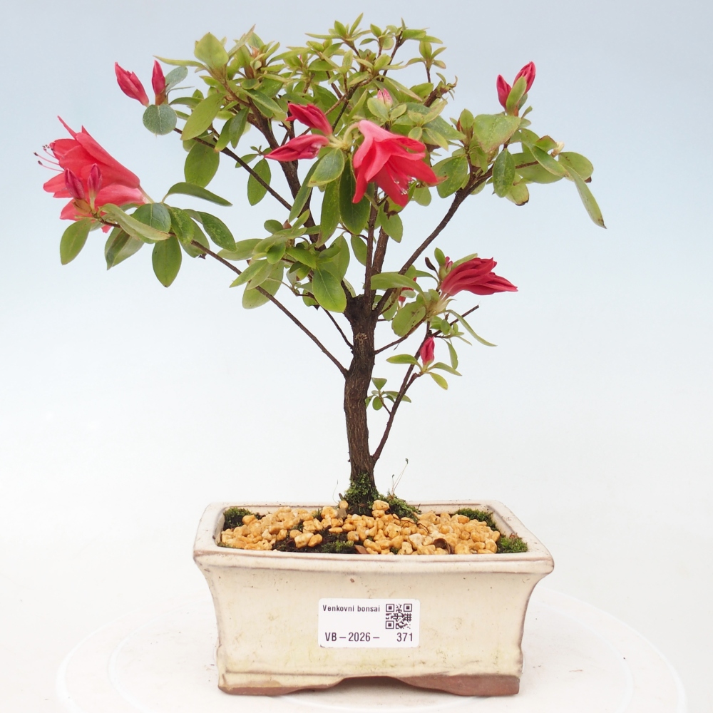Kültéri bonsai - japán azálea - Azalea sp.
