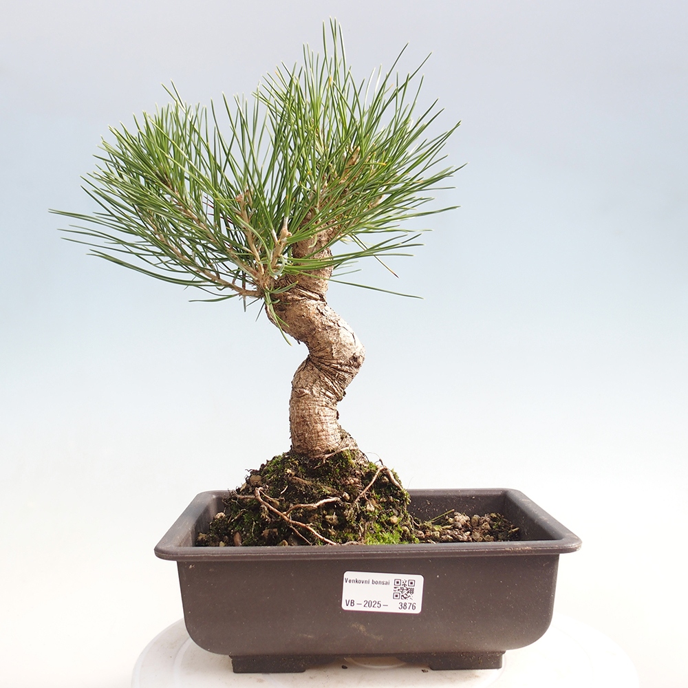 Kültéri bonsai - Pinus thunbergii - Thunberg fenyő