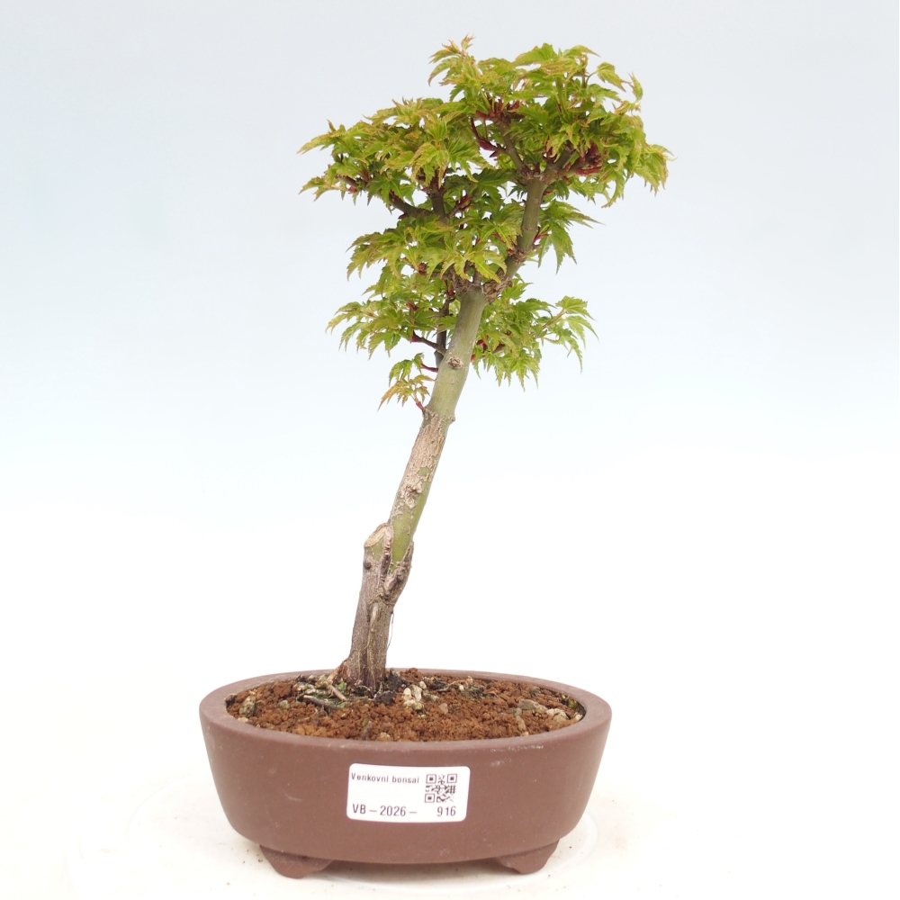 Kültéri bonsai -Javor pálma Acer palmatum Shishigashira
