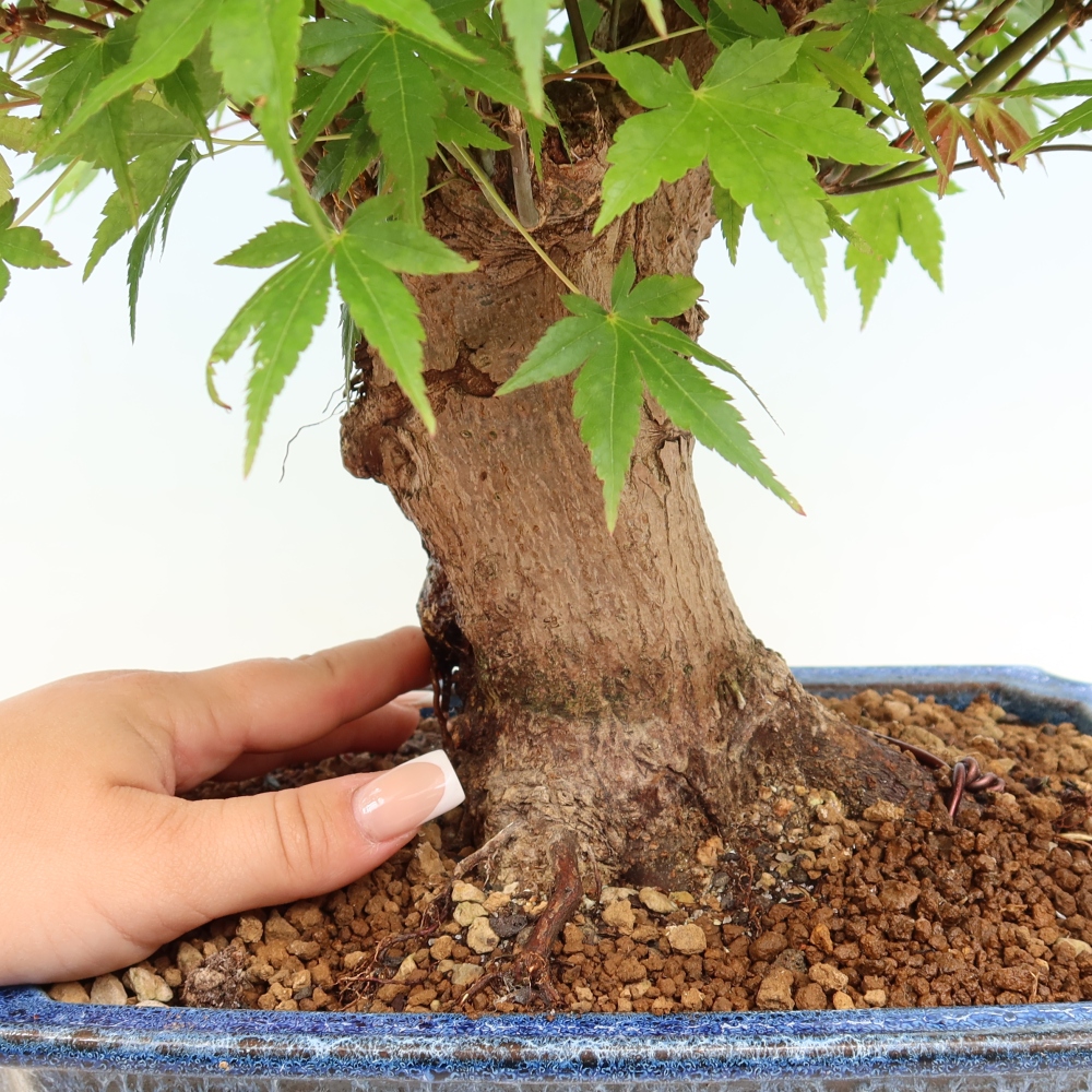 Kültéri bonsai - Juhar Burger - Acer Burgerianum