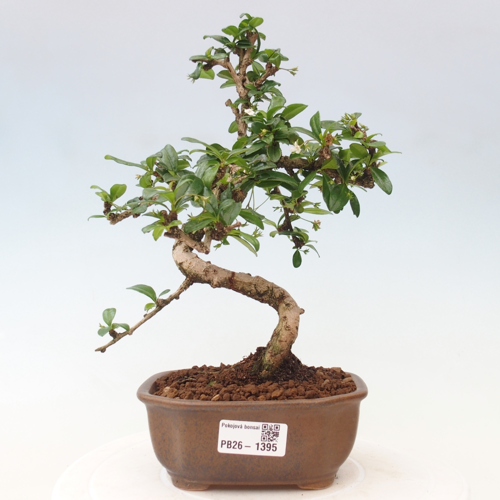 Szobai bonsai - Carmona macrophylla - Tea fuki