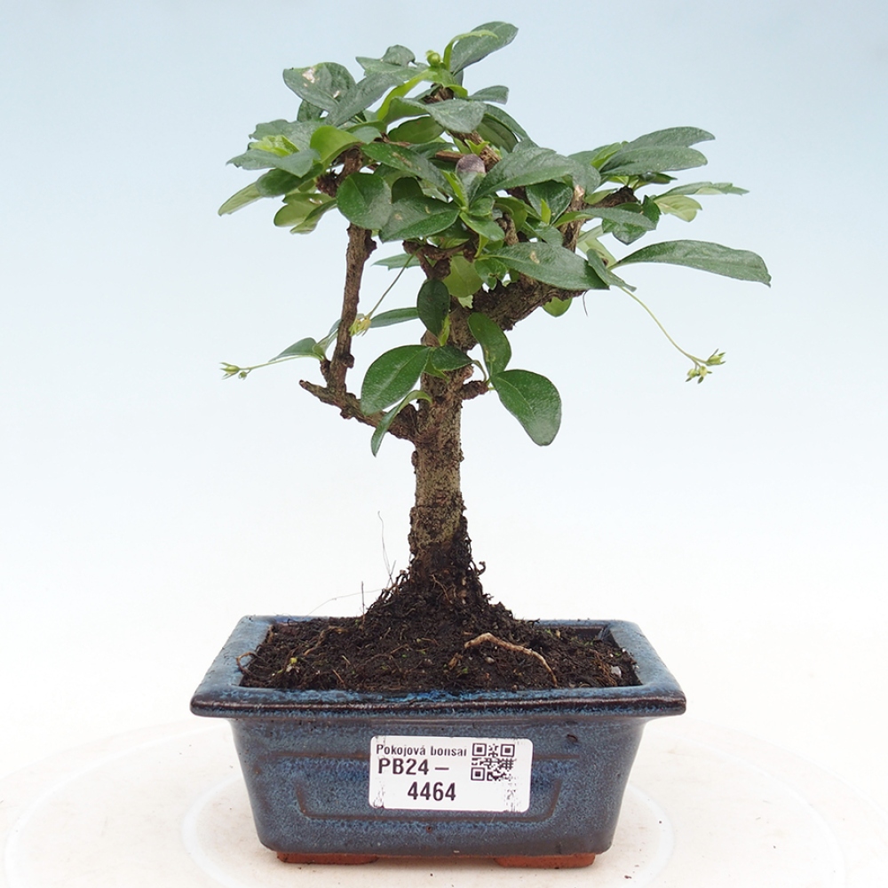 Szobai bonsai - Carmona macrophylla - Tea fuki