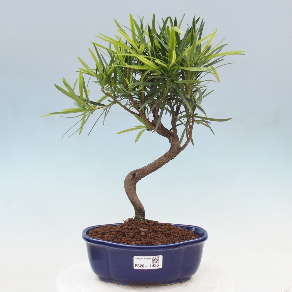 Szobai bonsai - Podocarpus - Kőtiszafa