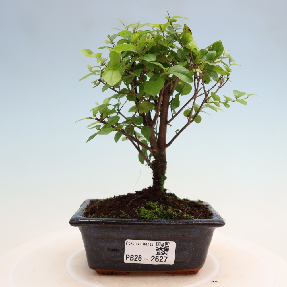Szobai bonsai - Sageretia thea - Sageretia thea