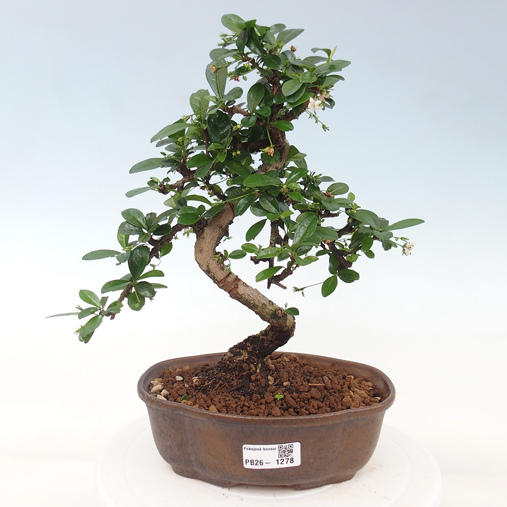 Szobai bonsai - Carmona macrophylla - Tea fuki