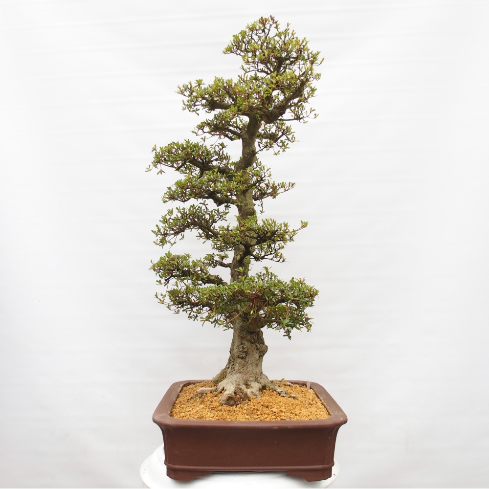 Kültéri bonsai - Japán azálea - Azalea Tochizumi