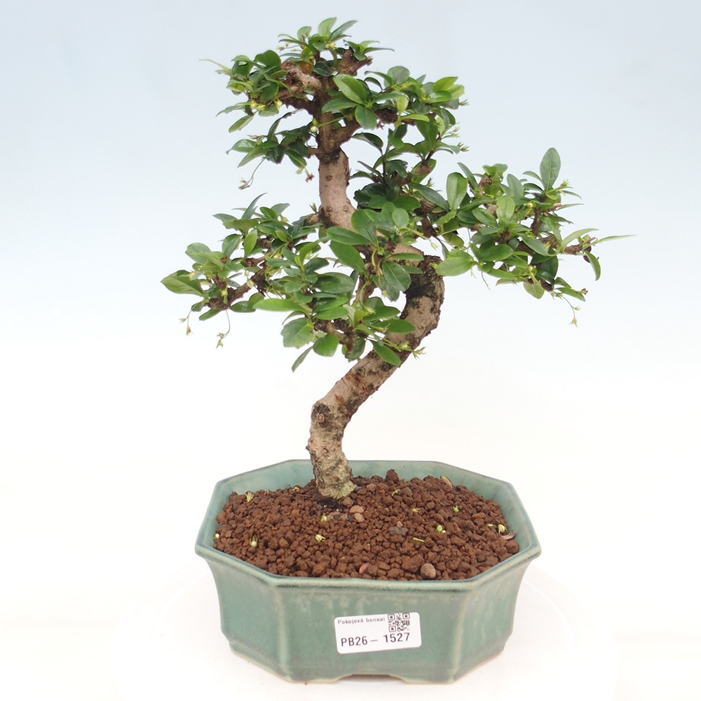 Szobai bonsai - Carmona macrophylla - Tea fuki
