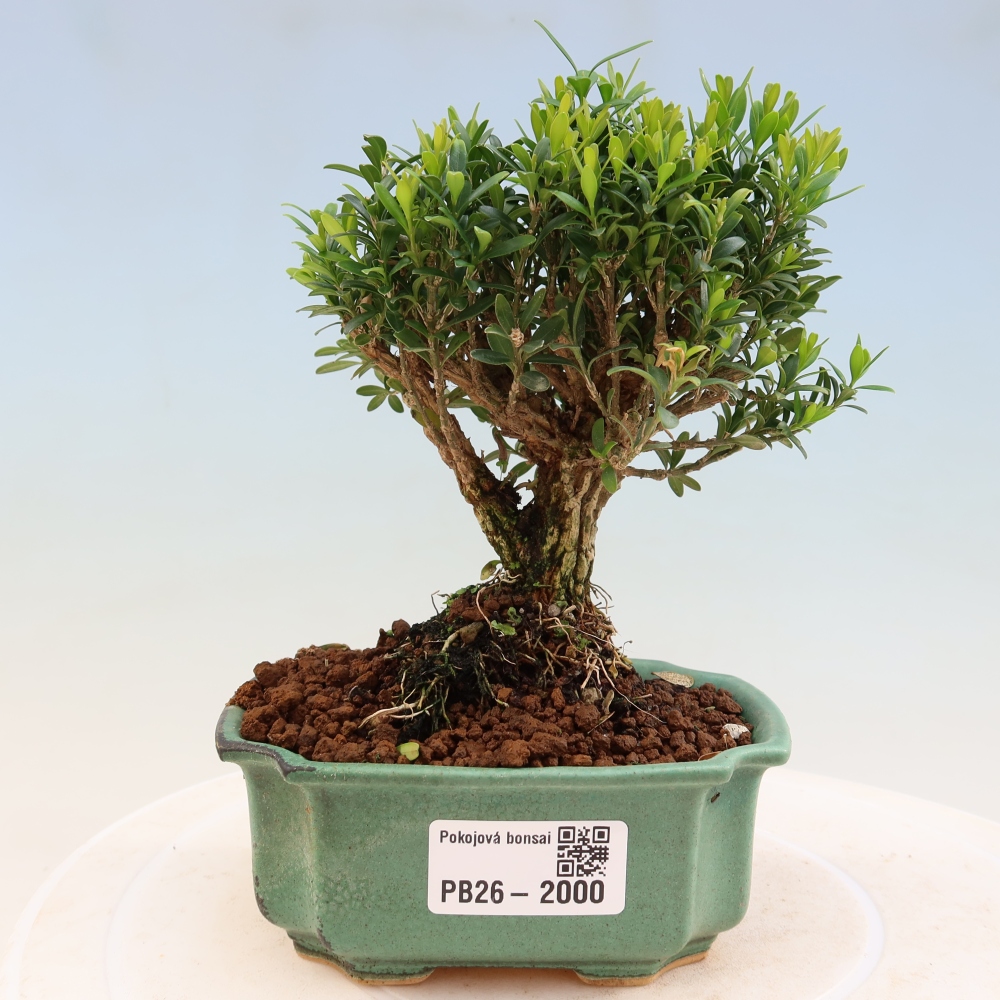 Szobai bonsai - Buxus harlandii - parafa buxus