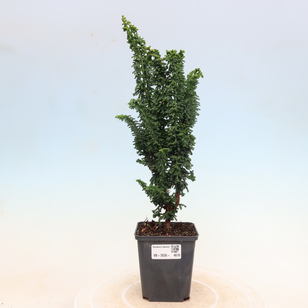 Kültéri bonsai - Cham. obtusa SEKKA HINOKI - Cifra ciprus
