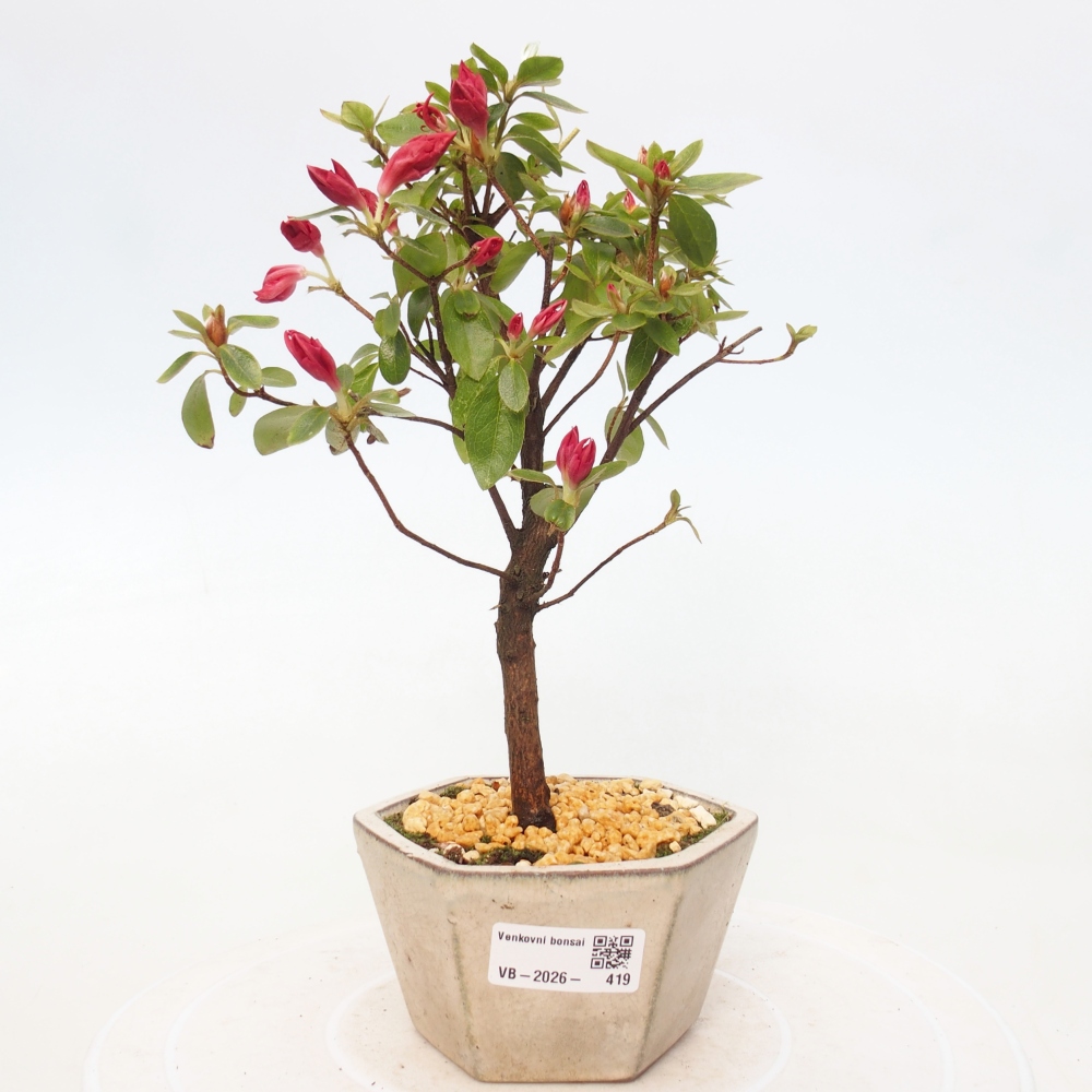 Kültéri bonsai - japán azálea - Azalea sp.