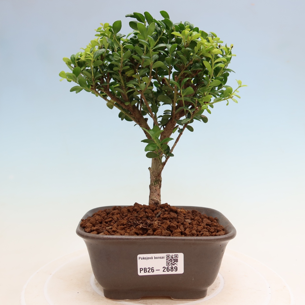 Szobai bonsai - Ilex crenata - Holly