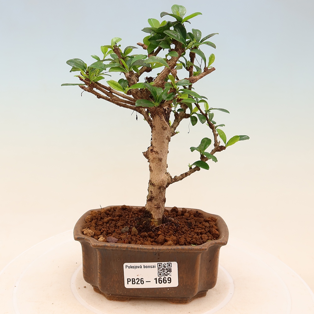 Szobai bonsai - Carmona macrophylla - Tea fuki