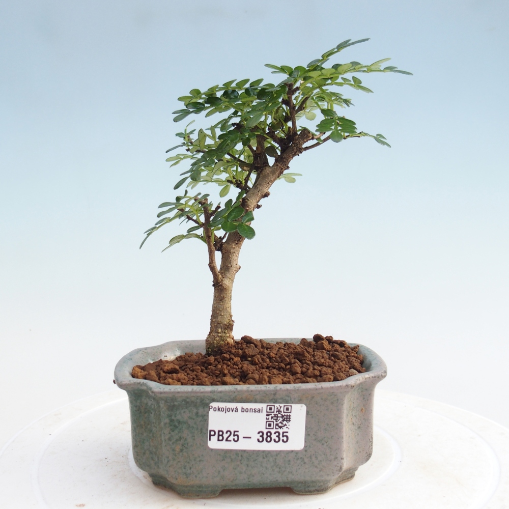 Szobai bonsai - Zantoxylum piperitum - Borsfa 