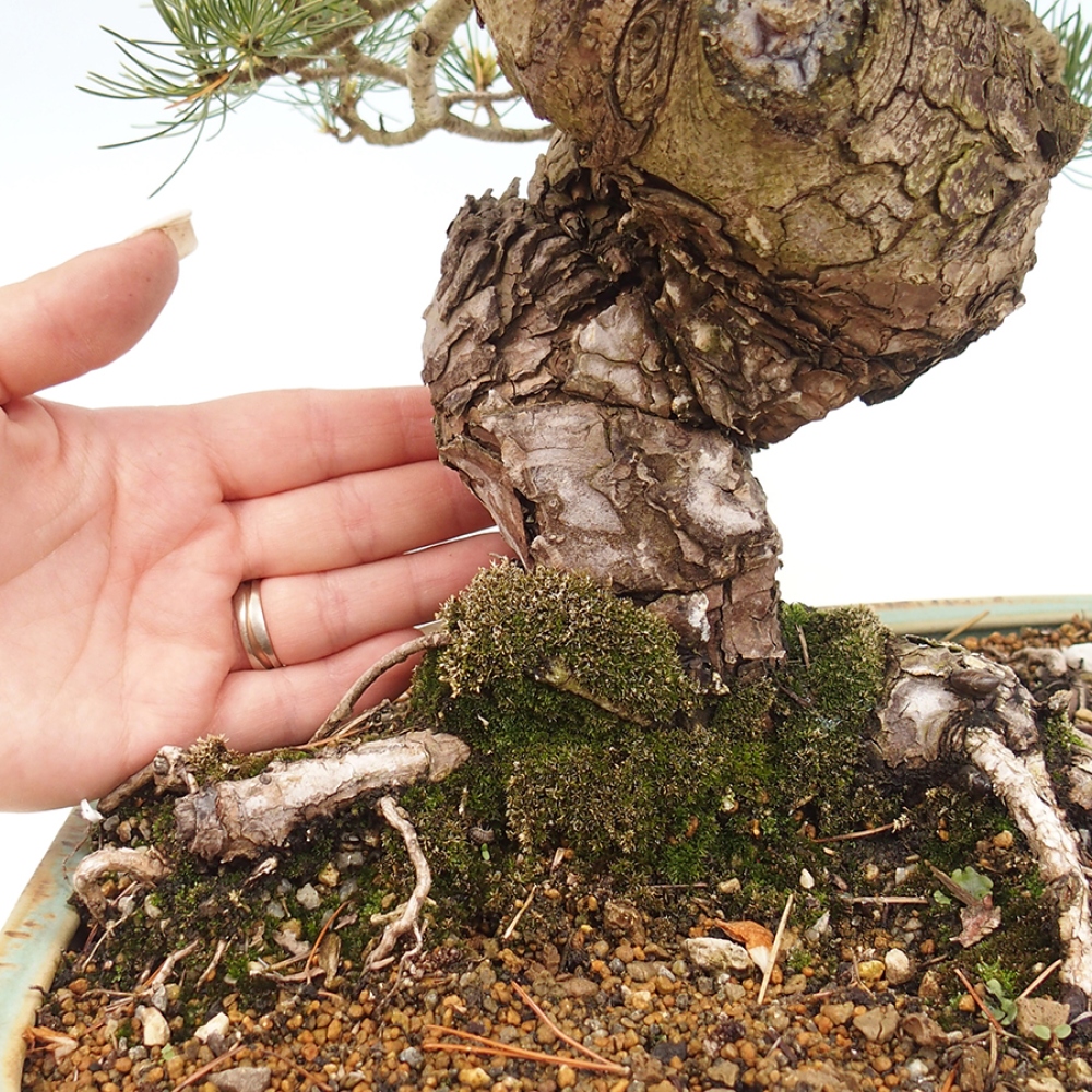 Kültéri bonsai - Pinus parviflora - Pinus parviflora